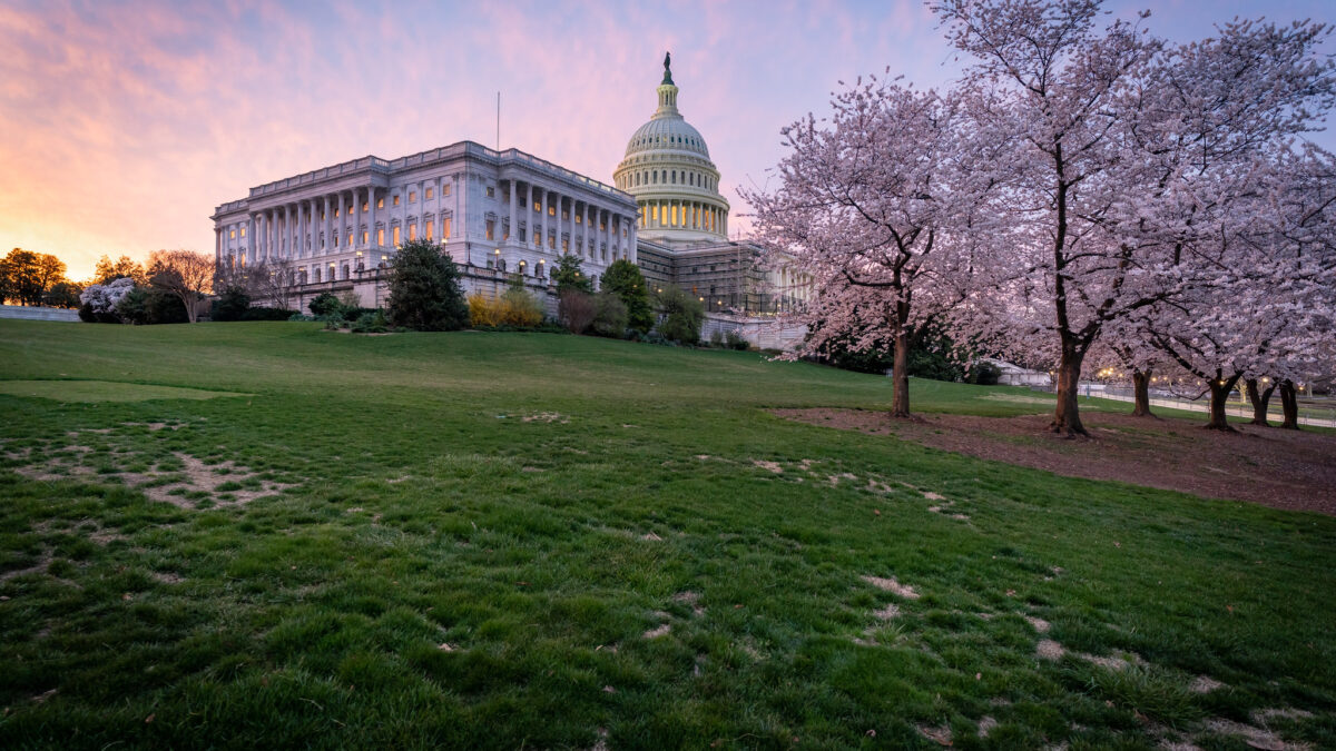 Capitol and cherry blossoms