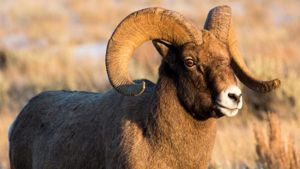 Argali sheep in a field